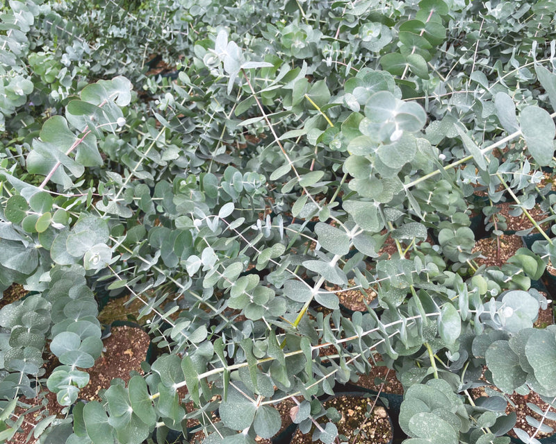 Silver Dollar Eucalyptus Cinerea Seeds