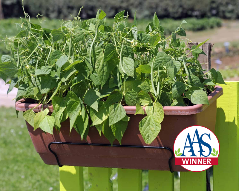 Bulk: Mascotte Bush Filet Bean Seeds