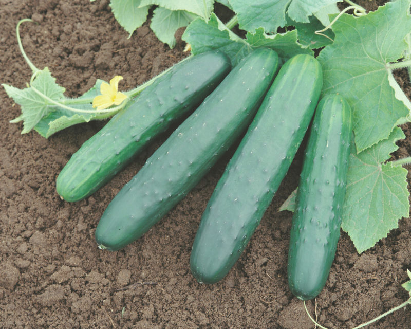 Bulk: General Lee Hybrid Cucumber Seeds