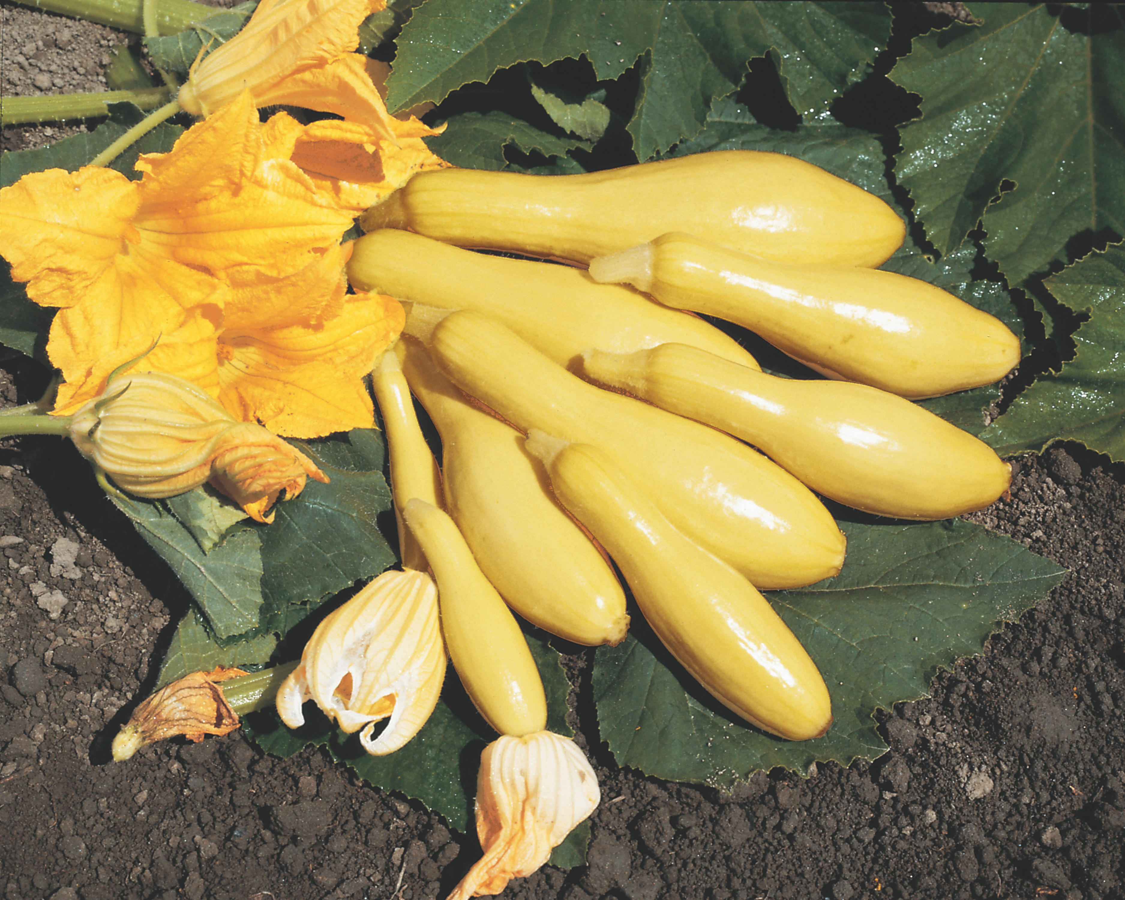 Seeds 'n Such Multipik Hybrid Summer Squash Seeds