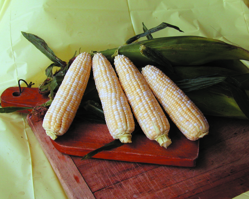 Bulk: Luscious (bicolor se+) Corn Seeds
