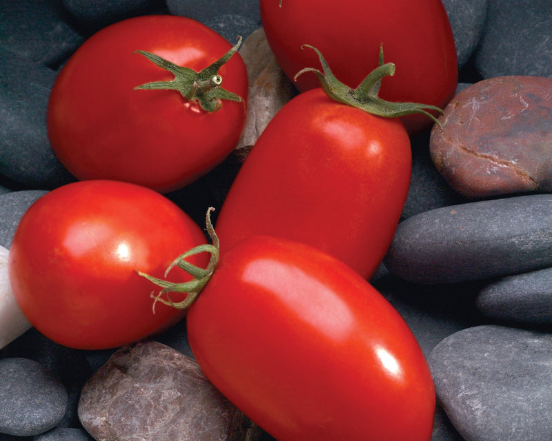 Mariana Hybrid Roma Paste Tomato Seeds