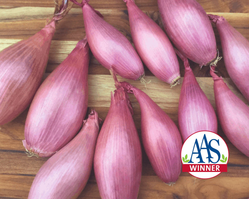 Creme Brulee Echalion Seeds