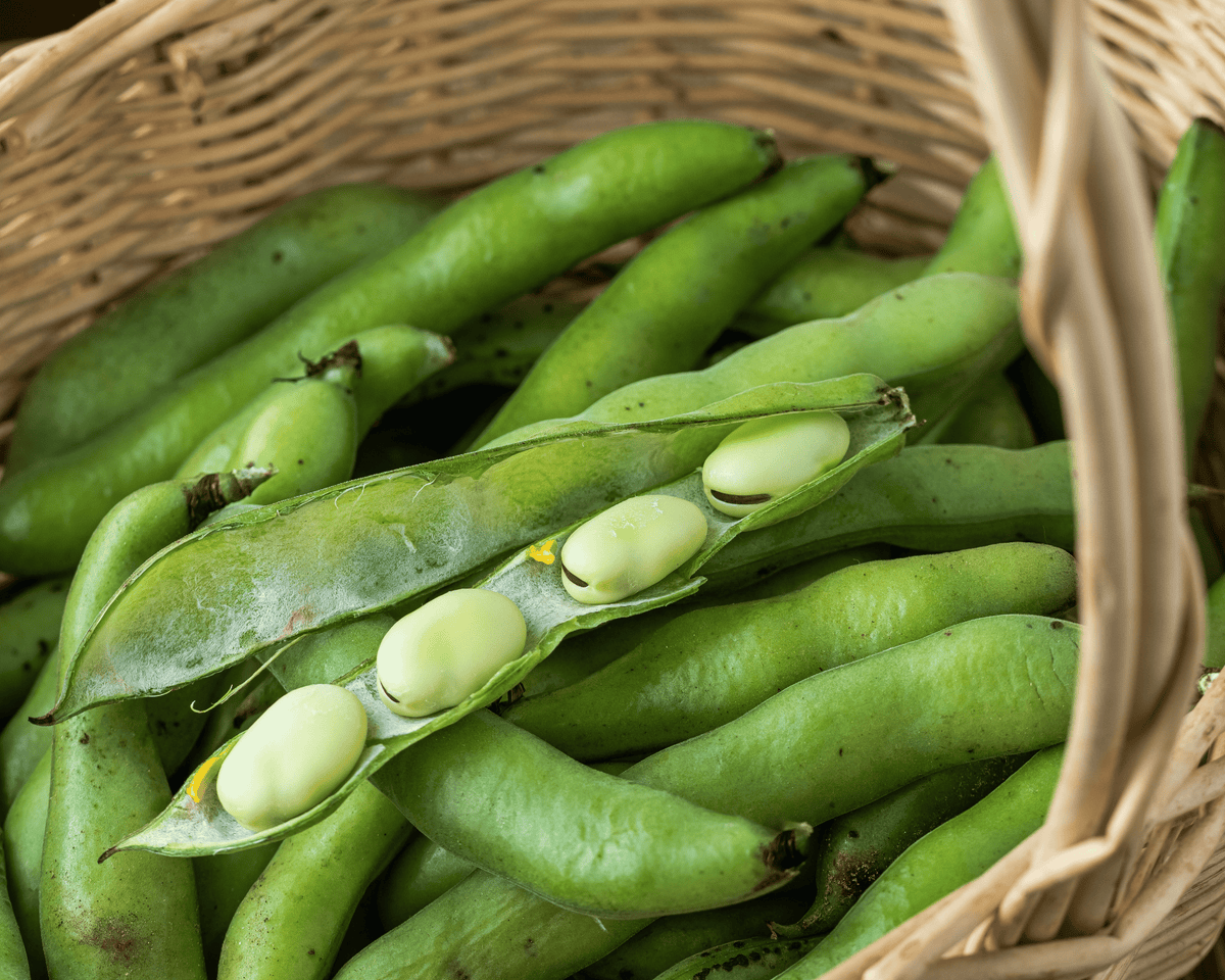 Windsor Fava Bean Seeds