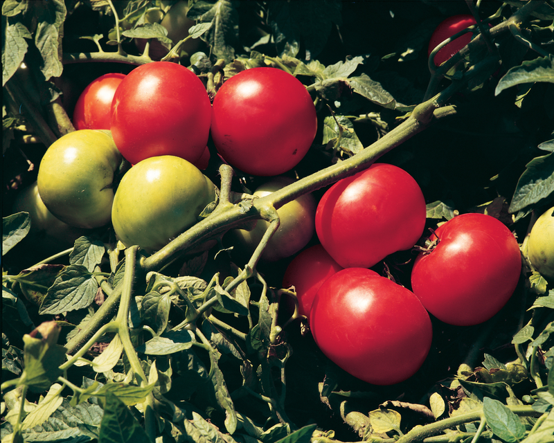 Bulk: Supersonic Hybrid Tomato Seeds