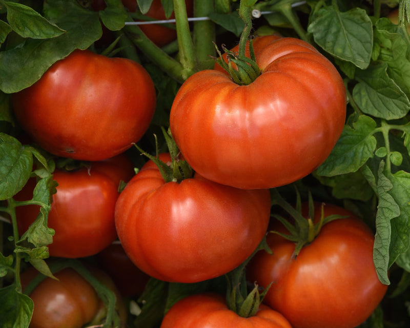 Wonderstar Red Hybrid Beefsteak VFStLb Tomato Seeds