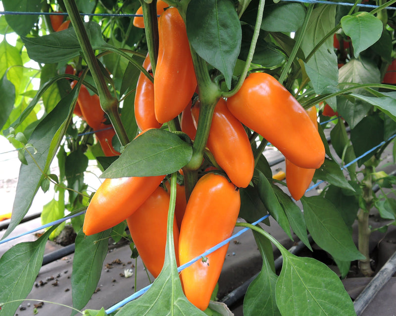 Bulk: Hamik Hybrid Pepper Seeds