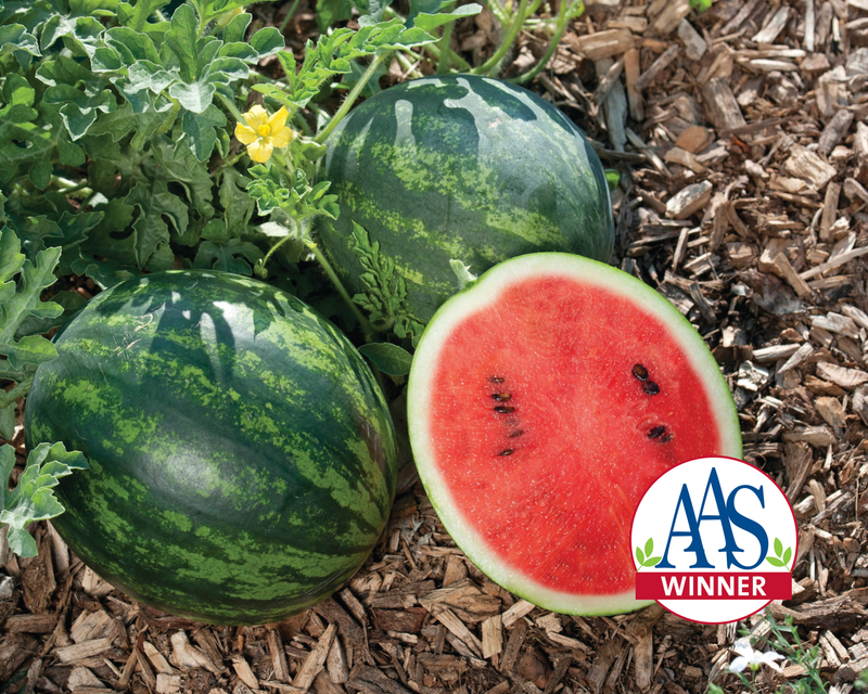 Mini Love Personal Hybrid Watermelon Seeds