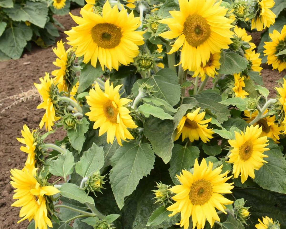 Carousel Sunflower Seeds