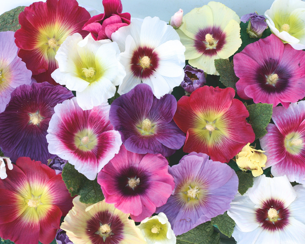 plant hollyhock seeds Halo Mix Hollyhock Seeds — Seeds 'n Such