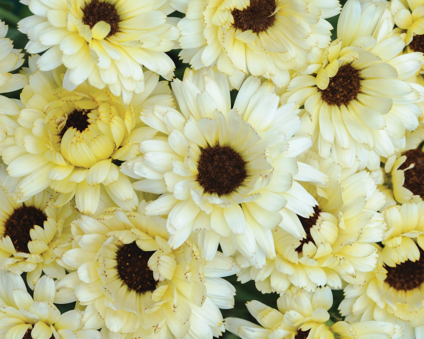 Calendula