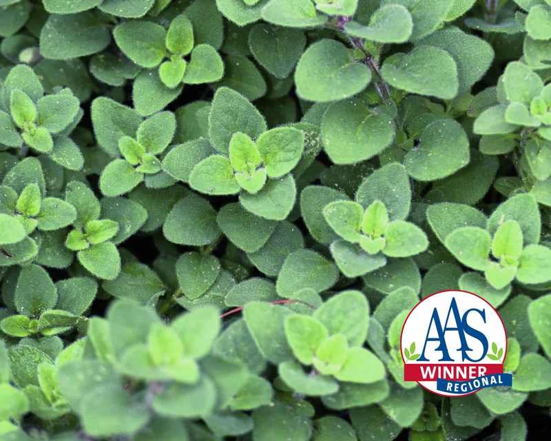 Bulk: Cleopatra Oregano Seeds