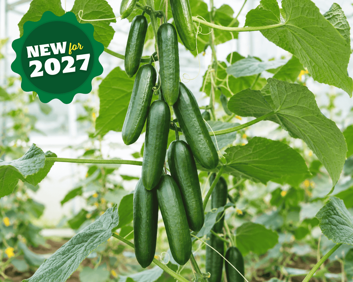 Snack Hybrid Mini Cucumber Seeds
