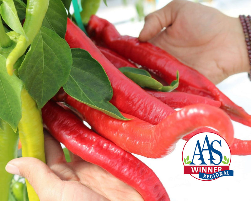Wildcat Hybrid Cayenne Pepper Seeds