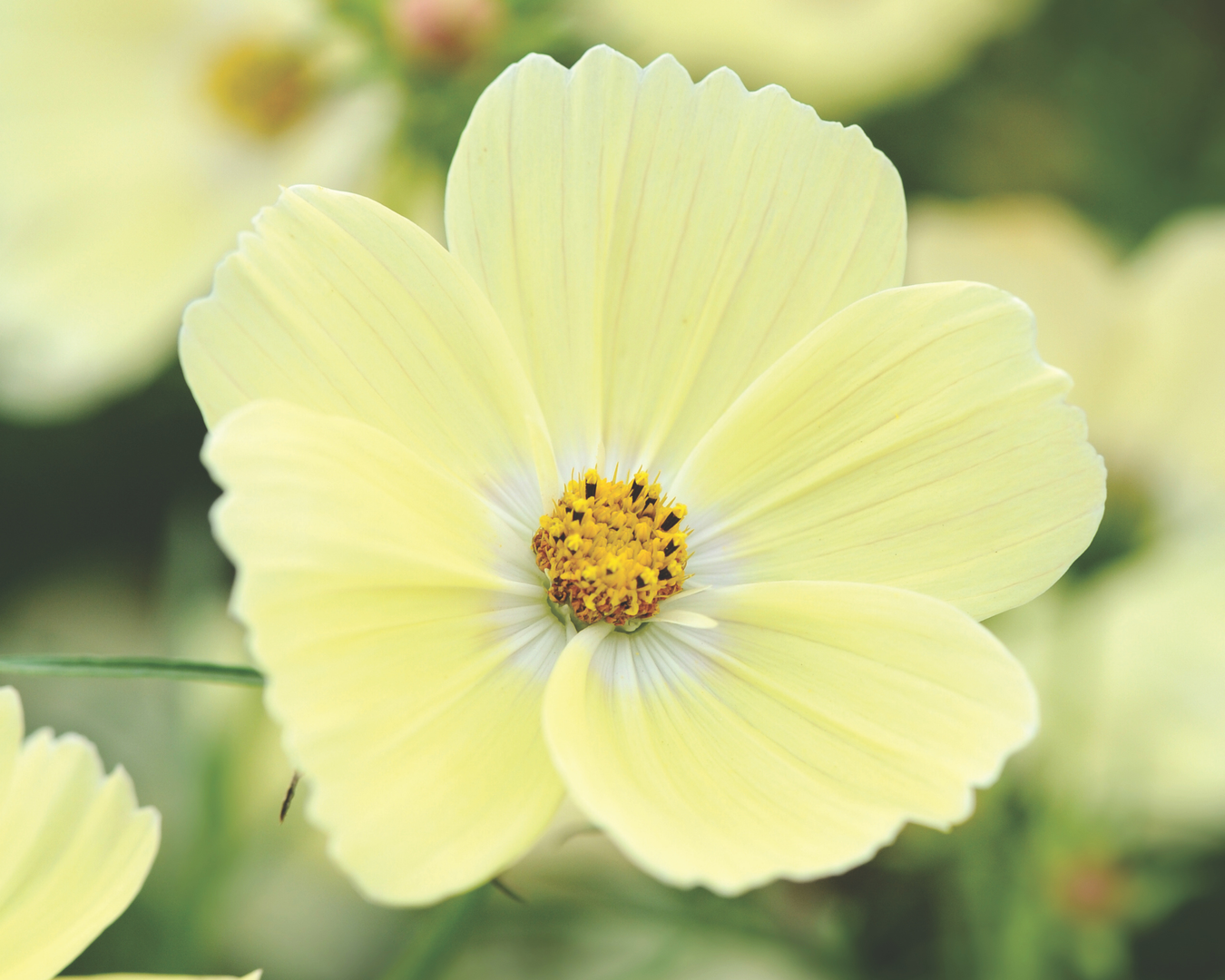 Cosmos