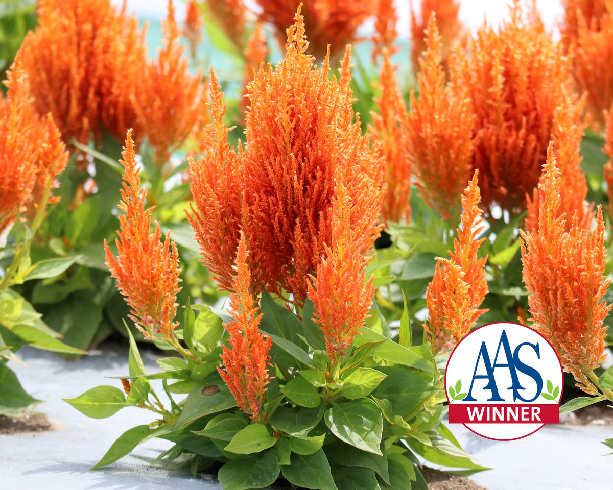 Flamma Orange Celosia Seeds