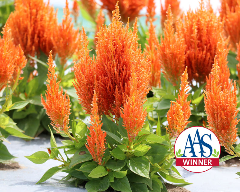 Bulk: Flamma Orange Celosia Seeds