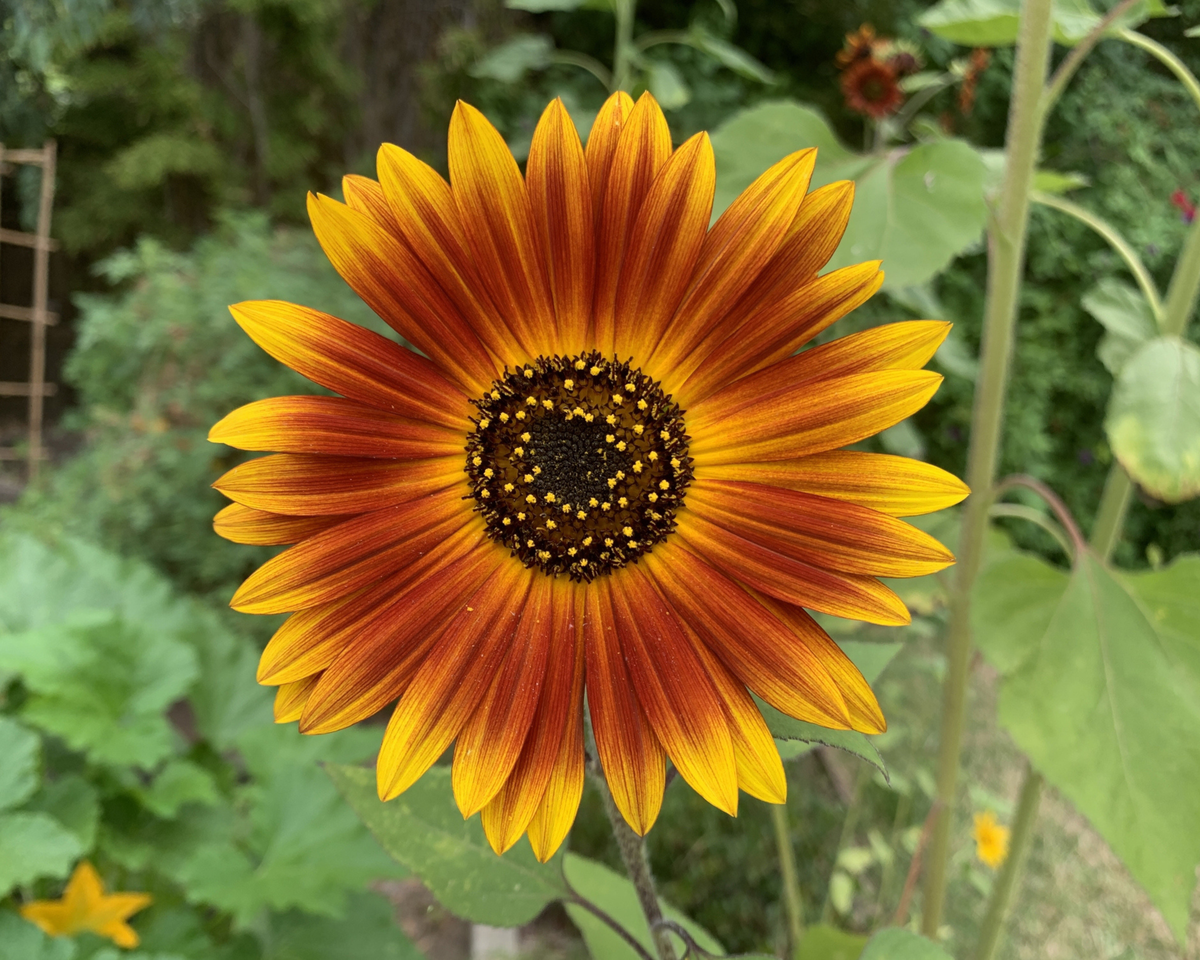 Earthwalker Tall Branching Sunflower Seeds