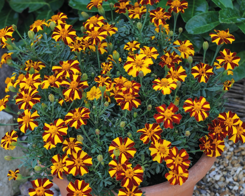 Bulk: Mr. Majestic Marigold Seeds