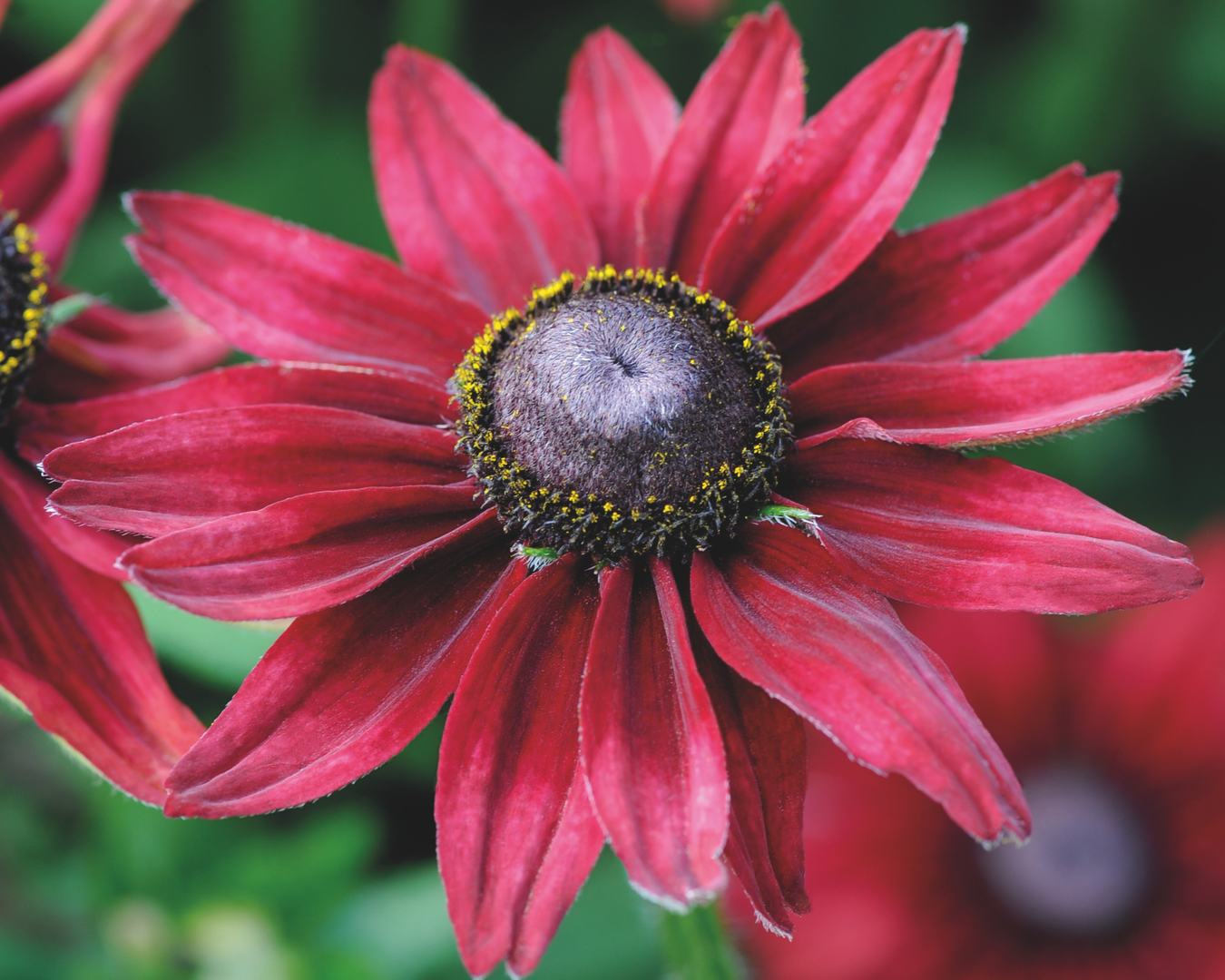 Rudbeckia