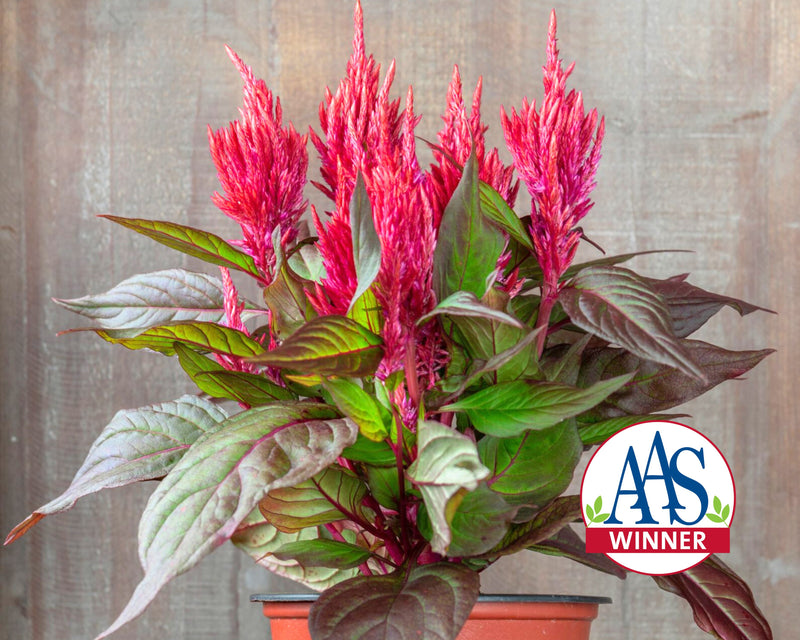 Burning Embers Celosia Seeds