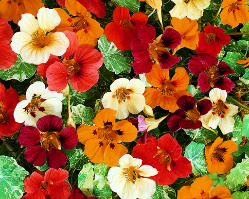 Nasturtium 'Jewel Mix' Flower Seeds - Tropaeolum Majus, Pack Of 250 Seeds