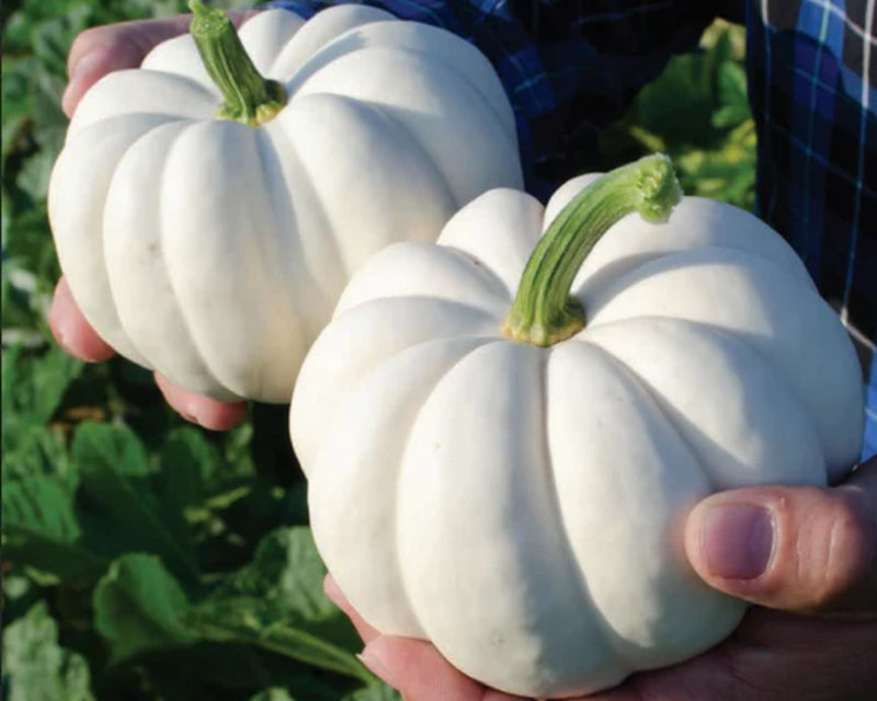 Bulk: Casperita Hybrid Pumpkin Seeds