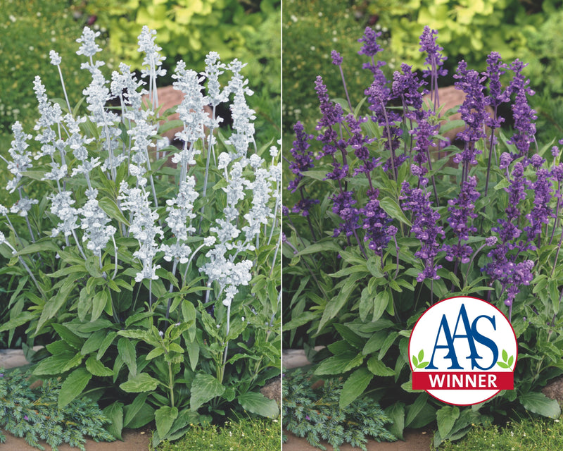 salvia plant seed Evolution Mix Salvia Seeds — Seeds 'n Such