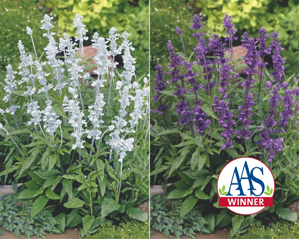 Evolution Mix Salvia Seeds