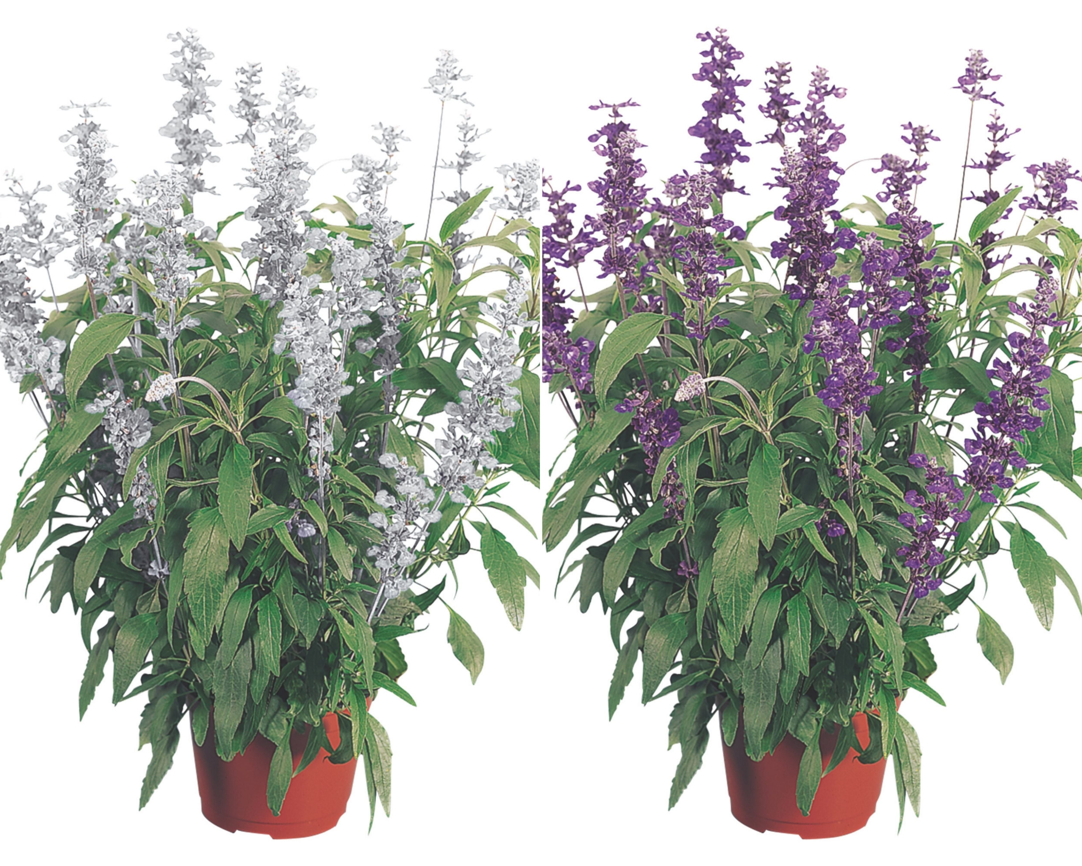 Seeds 'n Such Evolution Mix Salvia Seeds - Thumbnail 2
