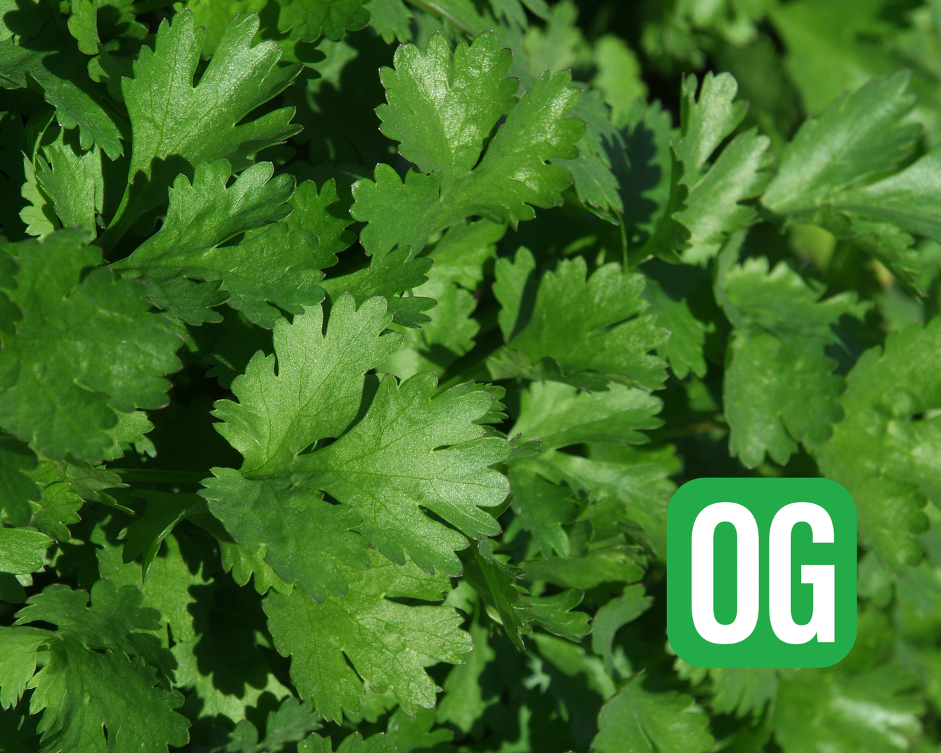 Cilantro
