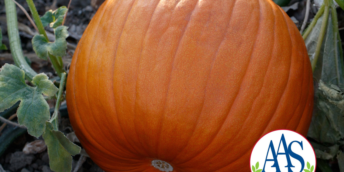 PUMPKIN学園/PumpKin 8mmCD Hijinks Hybrid Pumpkin Seeds — Seeds 'n Such
