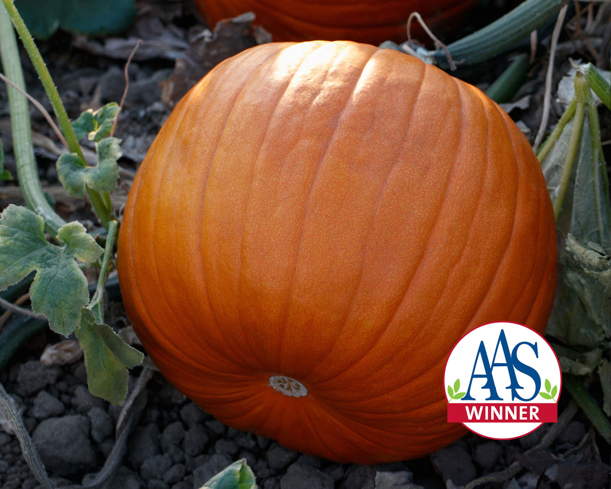 PUMPKIN学園/PumpKin 8mmCD Hijinks Hybrid Pumpkin Seeds — Seeds 'n Such