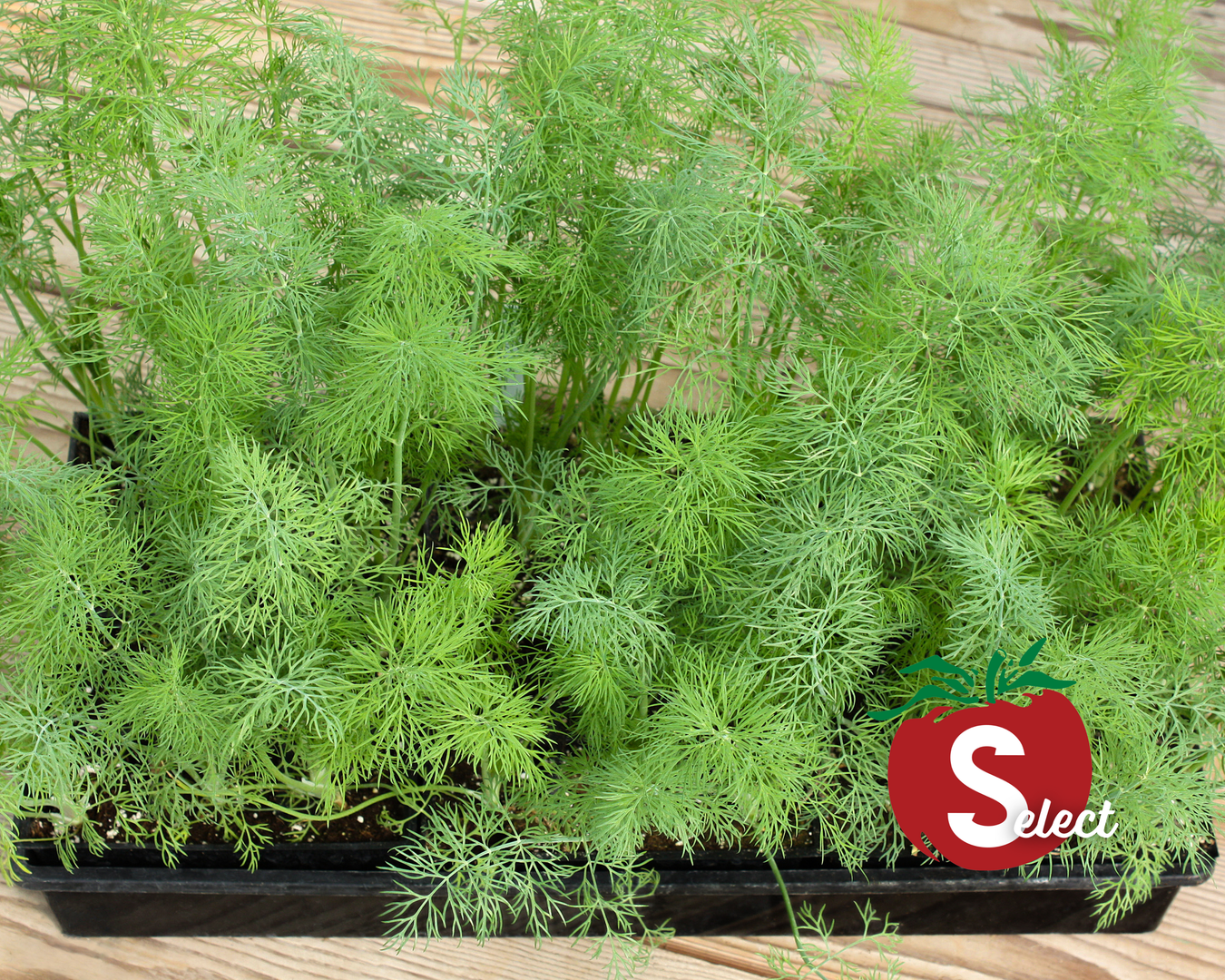 Dill