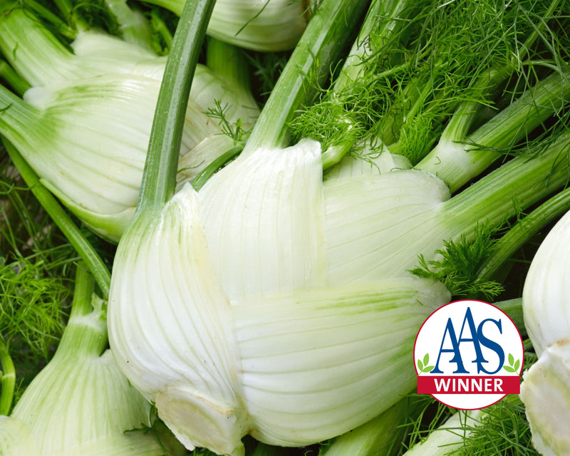 Bulk: Florence Fennel Seeds