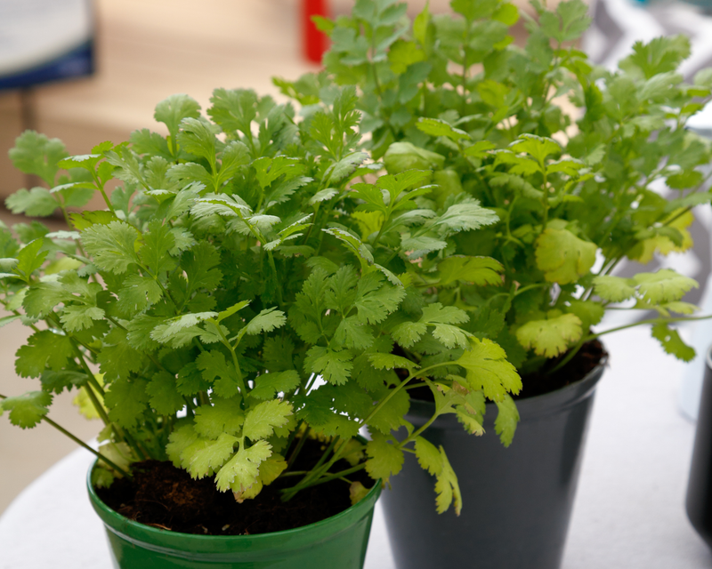 cilantro plant pot size Santo Cilantro Seeds