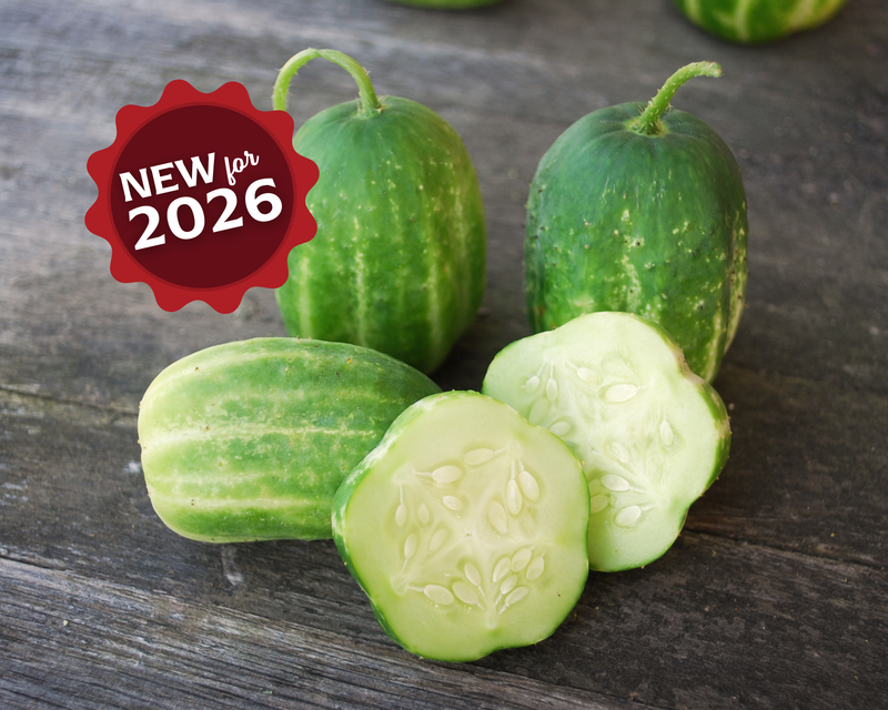Bulk: Richmond Green Apple Cucumber Seeds