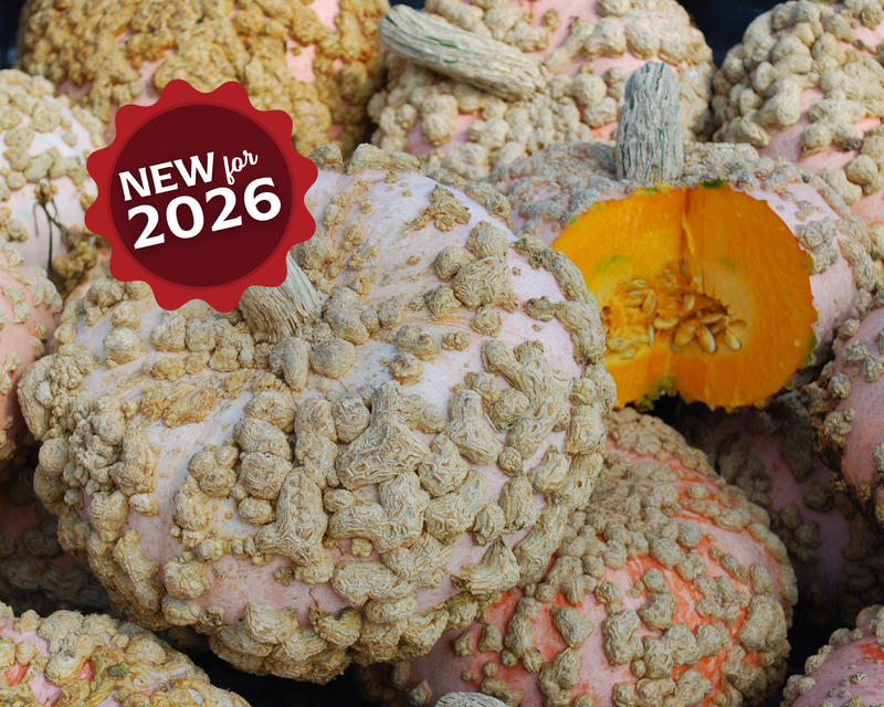 Bulk: Galeux d'Eysines Pumpkin Seeds