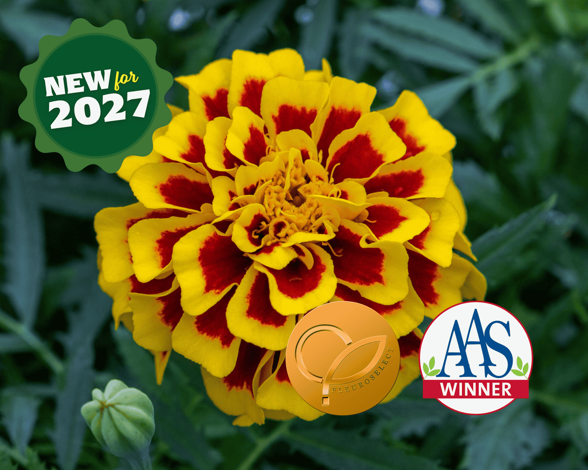 Mango Tango Marigold Seeds