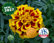 Mango Tango Marigold Seeds