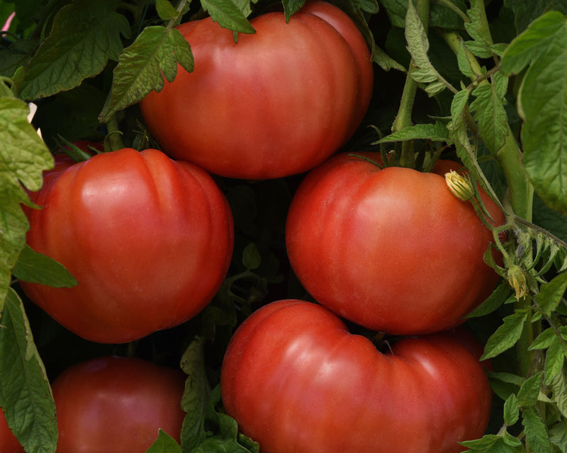 Bulk: BlushingStar Hybrid Tomato Seeds