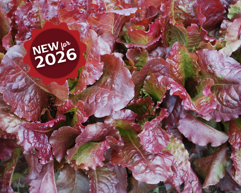 Outredgeous Lettuce Seeds