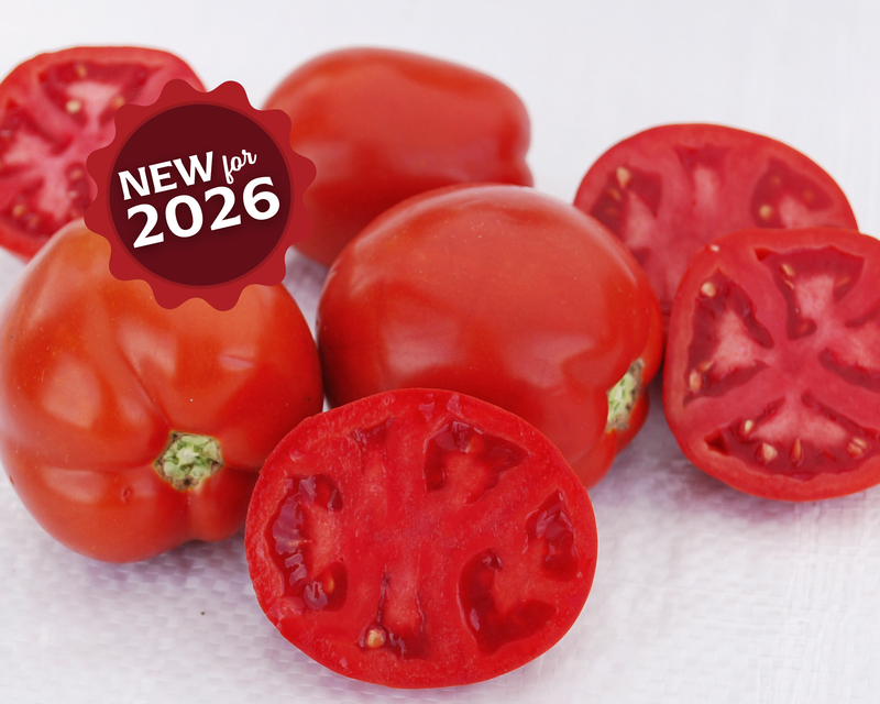 Saucy Lady™ Tomato Seeds