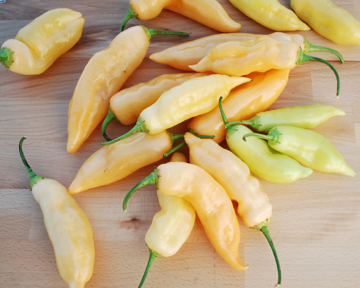 Sugar Rush Peach Pepper Seeds
