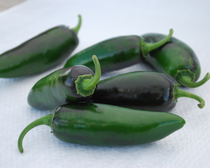 Bulk: Craig's Grande Pepper Seeds