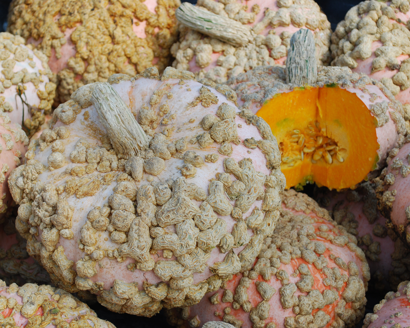 Galeux d'Eysines Pumpkin Seeds