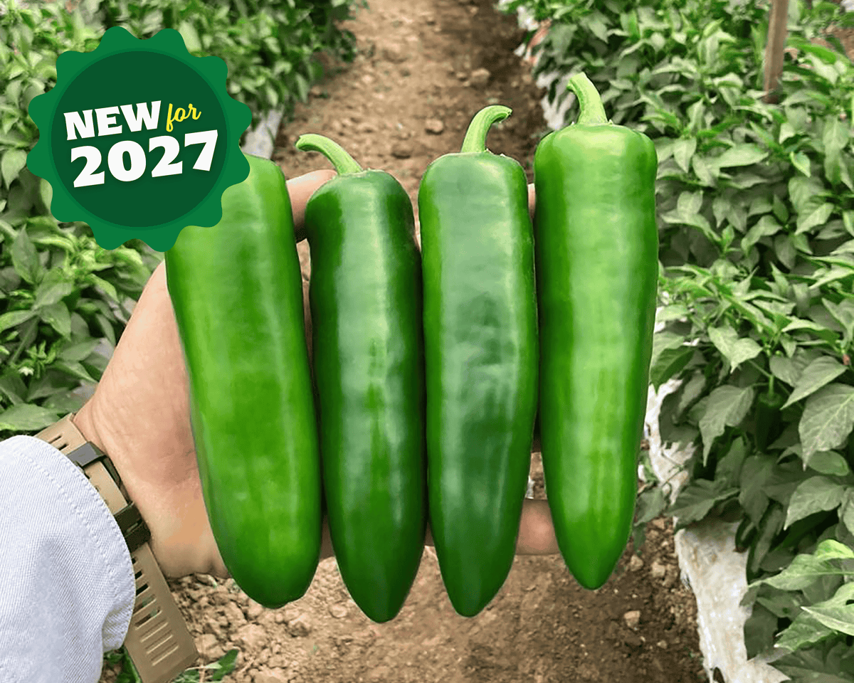 Unicron Hybrid Jalapeño Pepper Seeds