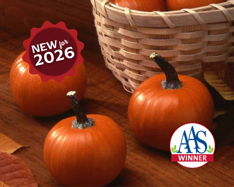 Bulk: Wee-Be-Little Pumpkin Seeds