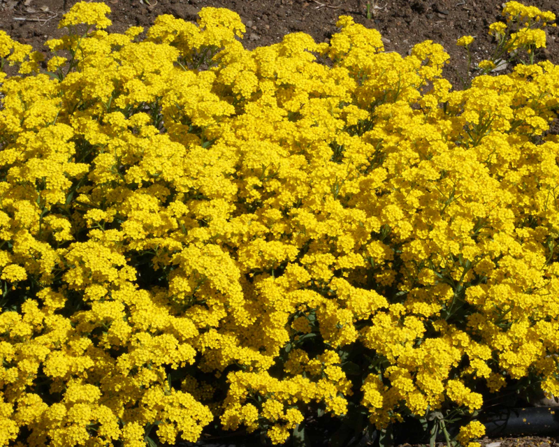 Bulk: Basket of Gold Alyssum Seeds