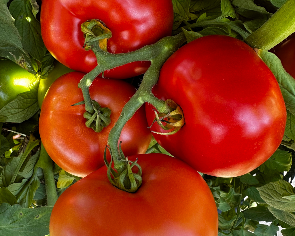 Jolene Hybrid Beefsteak Tomato Seeds — Seeds 'n Such